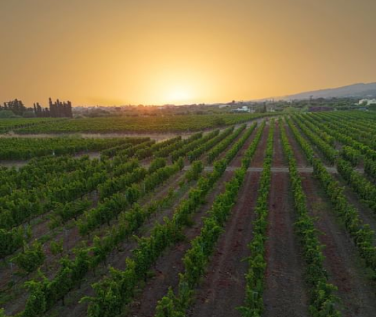 Summer Music Festival 2024